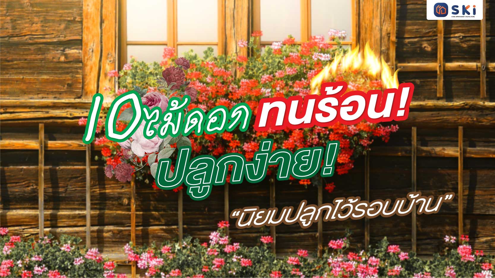 10 ไม้ดอกทนร้อน ปลูกง่าย นิยมปลูกไว้รอบบ้าน