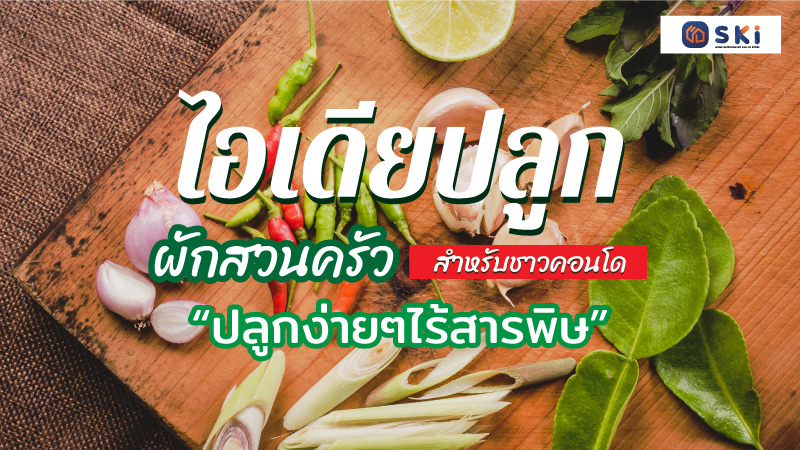 ไอเดียปลูกผักสวนครัวสำหรับชาวคอนโดปลูกง่ายๆ ไร้สารพิษ